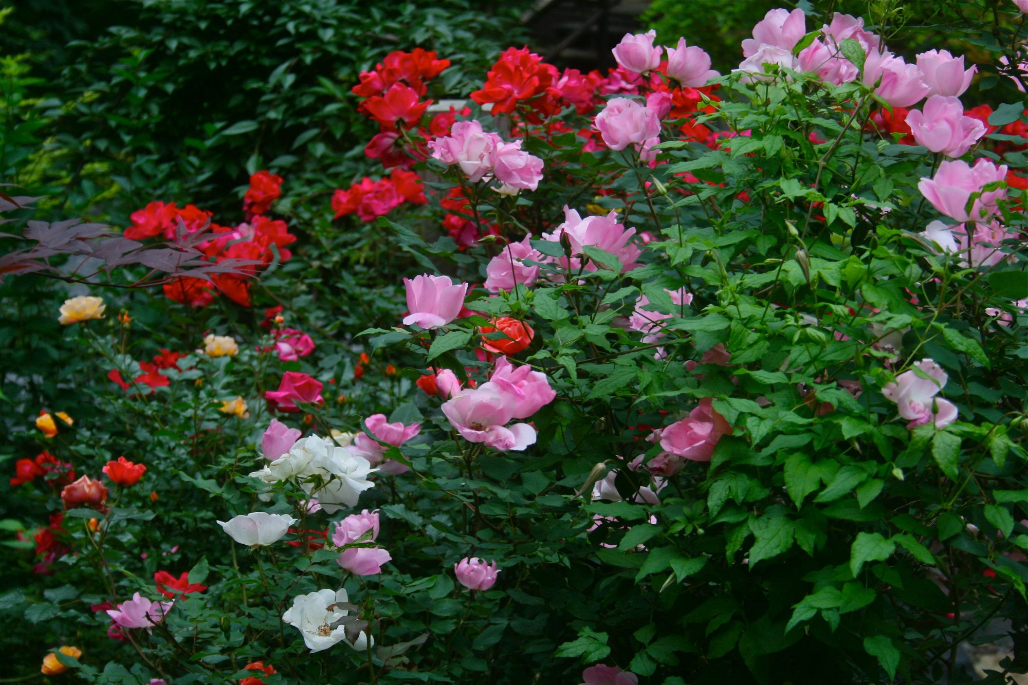 New shrub rose hybrids are easy to care for, easy to love